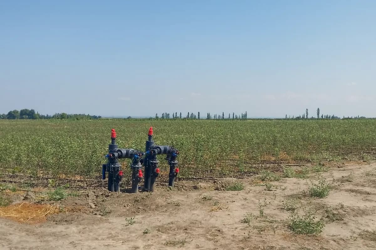 Qusar 18Ha tingçilik sahəsi 2